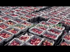 애플 소팅 머신