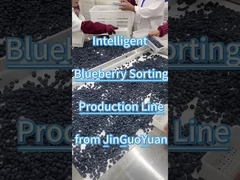 JGY의 블루베리 선별 라인